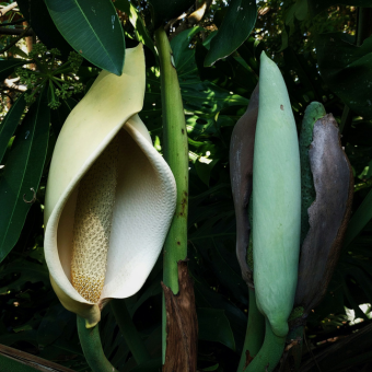 Monstera bloem
