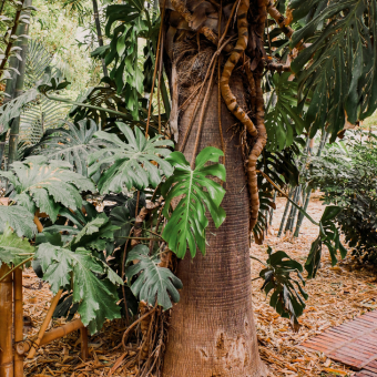 Monstera als Hemiephyt groeit in een boom