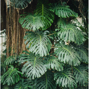 Monstera in de jungle