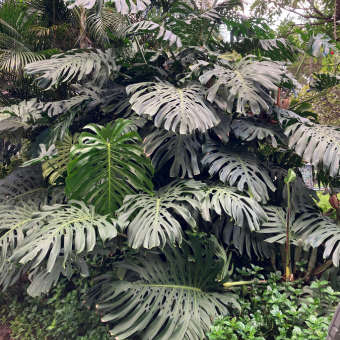 Grote Monstera plant in het park in Funchal Madeira