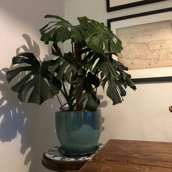 Monstera in het interieur