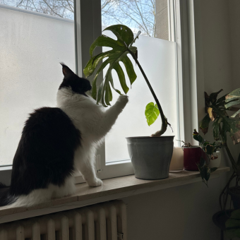 Kat speelt met Monstera blad