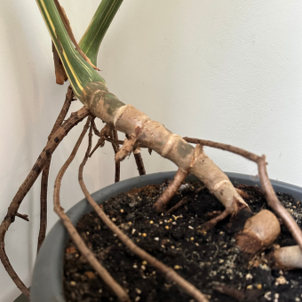 Monstera luchtwortels
