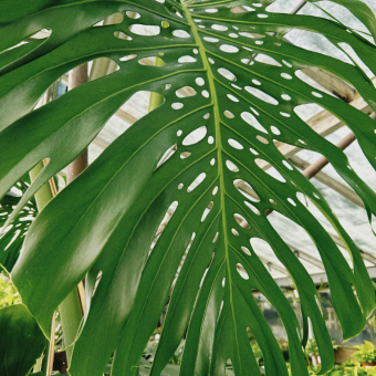 Monstera volwassen blad met veel gaten