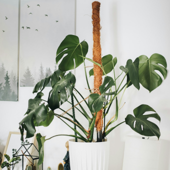 Monstera tegen mospaal
