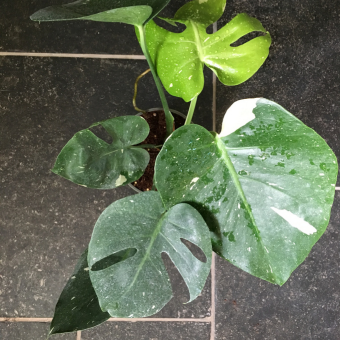 Monstera variegata jong blad