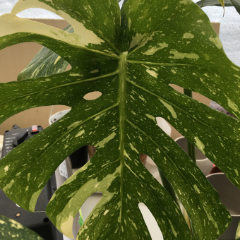 Volwassen blad van een Monstera Thai Constellation
